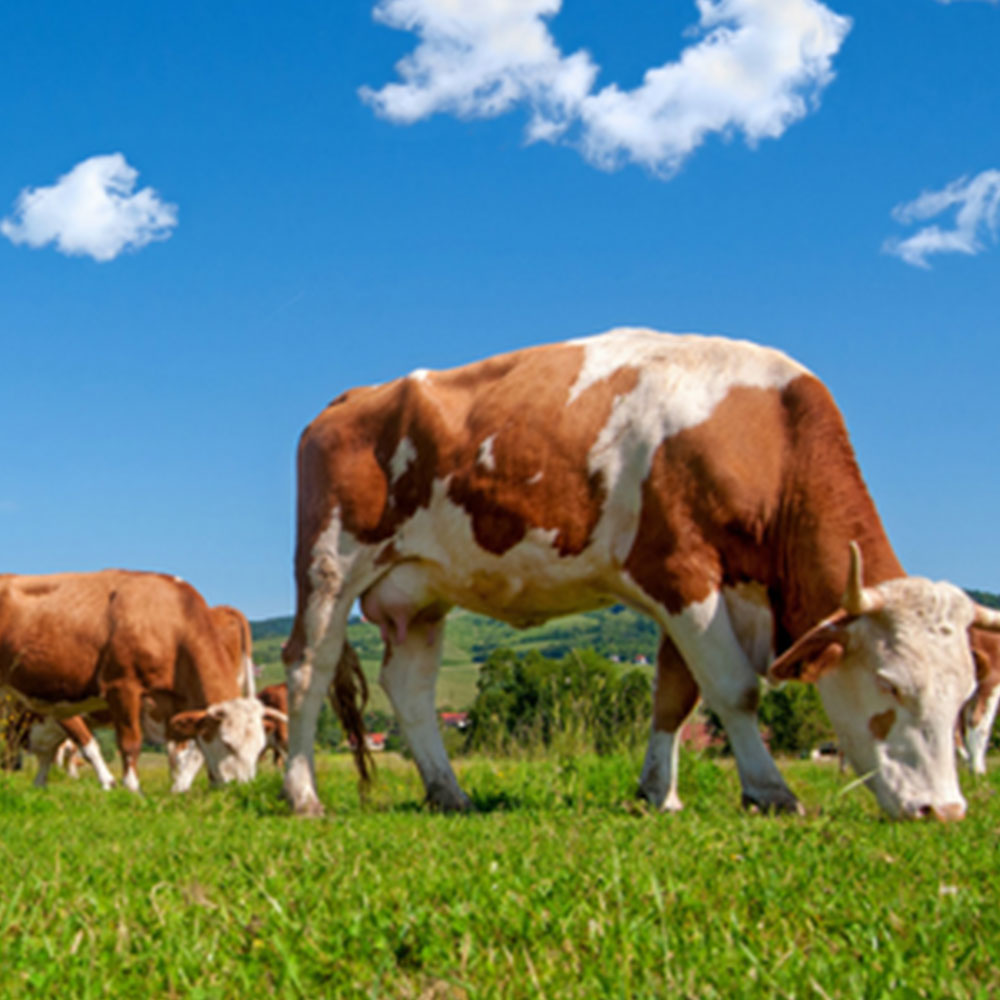 Grassfed Beef