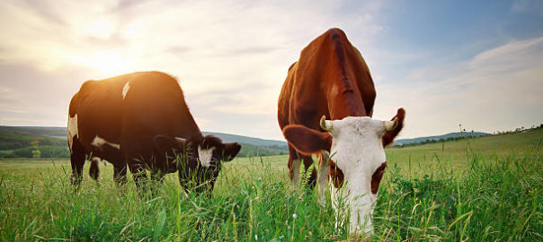 Grassfed and Grassfinished beef